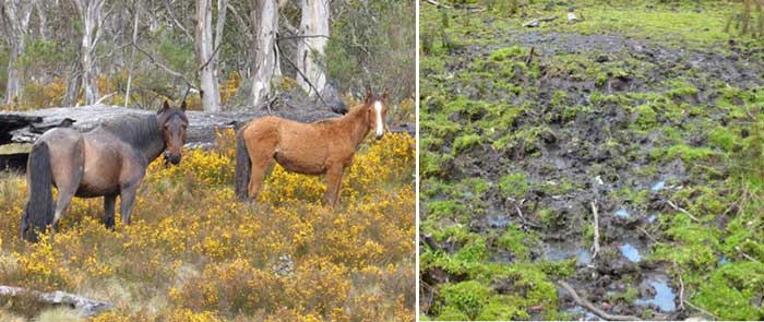 ISCAustralia's tweet photo. Less feral horses in #koscisuzko? @MarkSpeakman announces new plan https://t.co/8h4MQ9v5ZL Comments by 8 July https://t.co/Q8SlvqvHhU