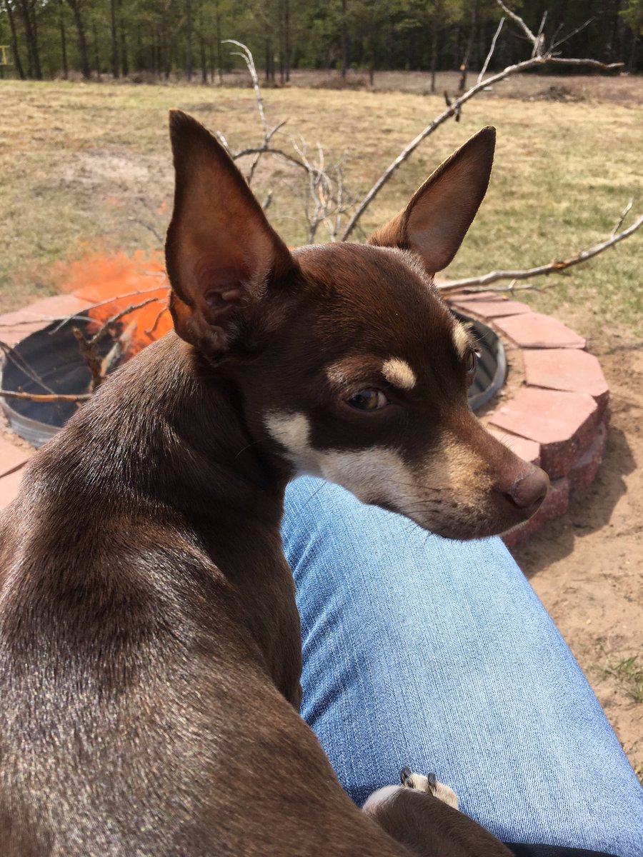 Nocamp's tweet photo. #minpin life! https://t.co/7dJqVhbQk6