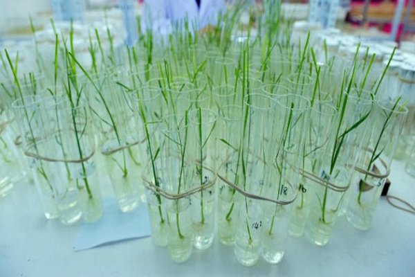 agroalimentando's tweet photo. La FAO resalta el valor de la biotecnología para producir alimentos de forma sostenible https://t.co/QIUjonTBGg https://t.co/jNl8x0hmw6