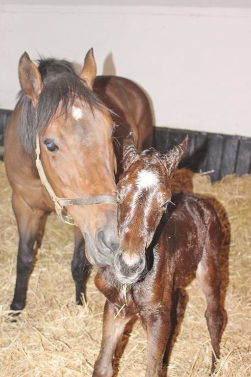 wickhamwicks's tweet photo. Credit to her Daddy this filly by Toronado creeps into April dates!! Wish I had a few more by this sire #thepackage https://t.co/1veRd3DUF4