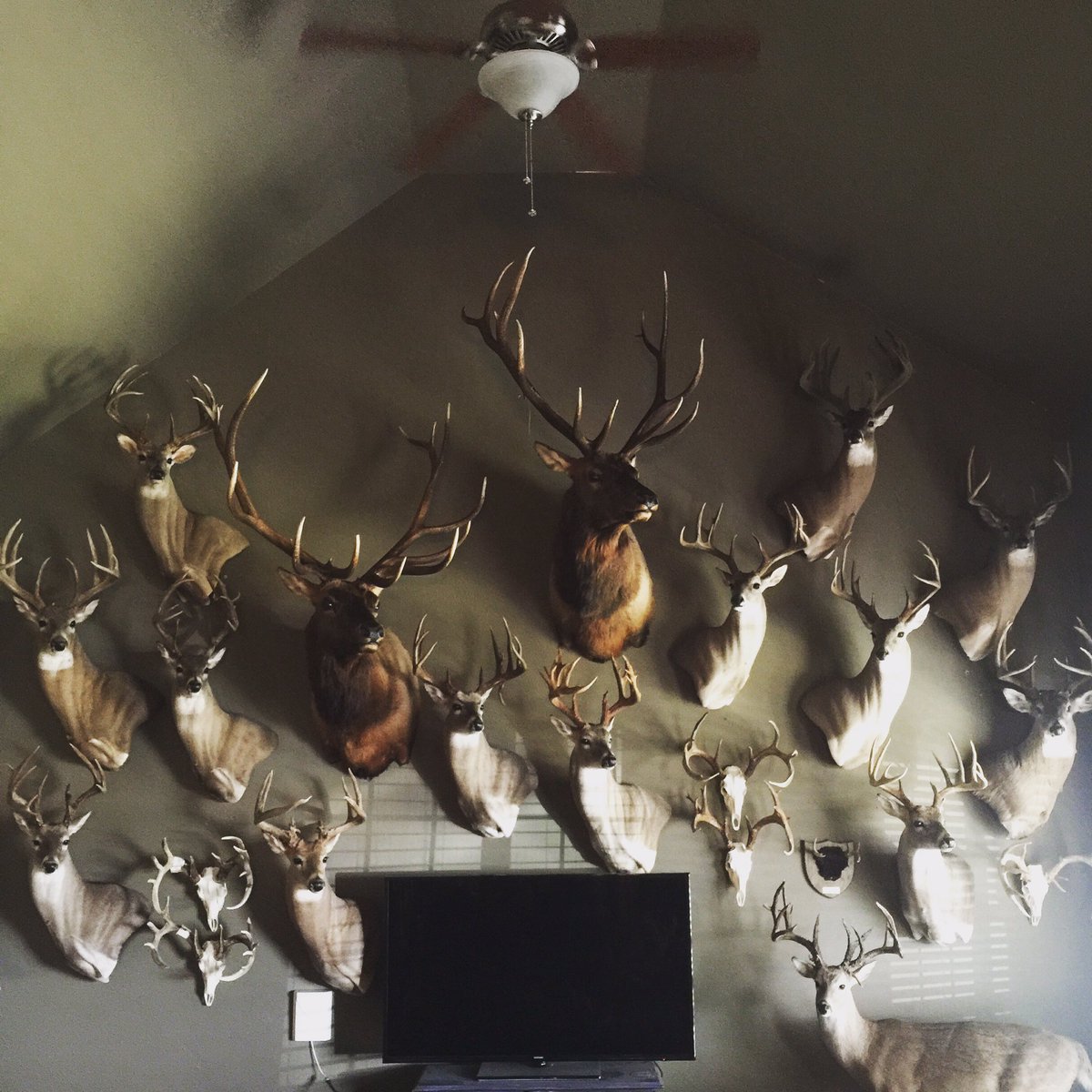 Picked up <a href="/makennamcferrin/">MaKenna McFerrin Jones</a> &amp; <a href="/McferrinGeorgia/">Georgia McFerrin</a> elk today, still moving things around but they look awesome!