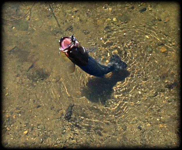 BassFishnTips's tweet photo. Seems this chunk largie loved the @TwisterFishing BuzzBug covered with @JBsFishSauce https://t.co/O2Vpw9JnMk