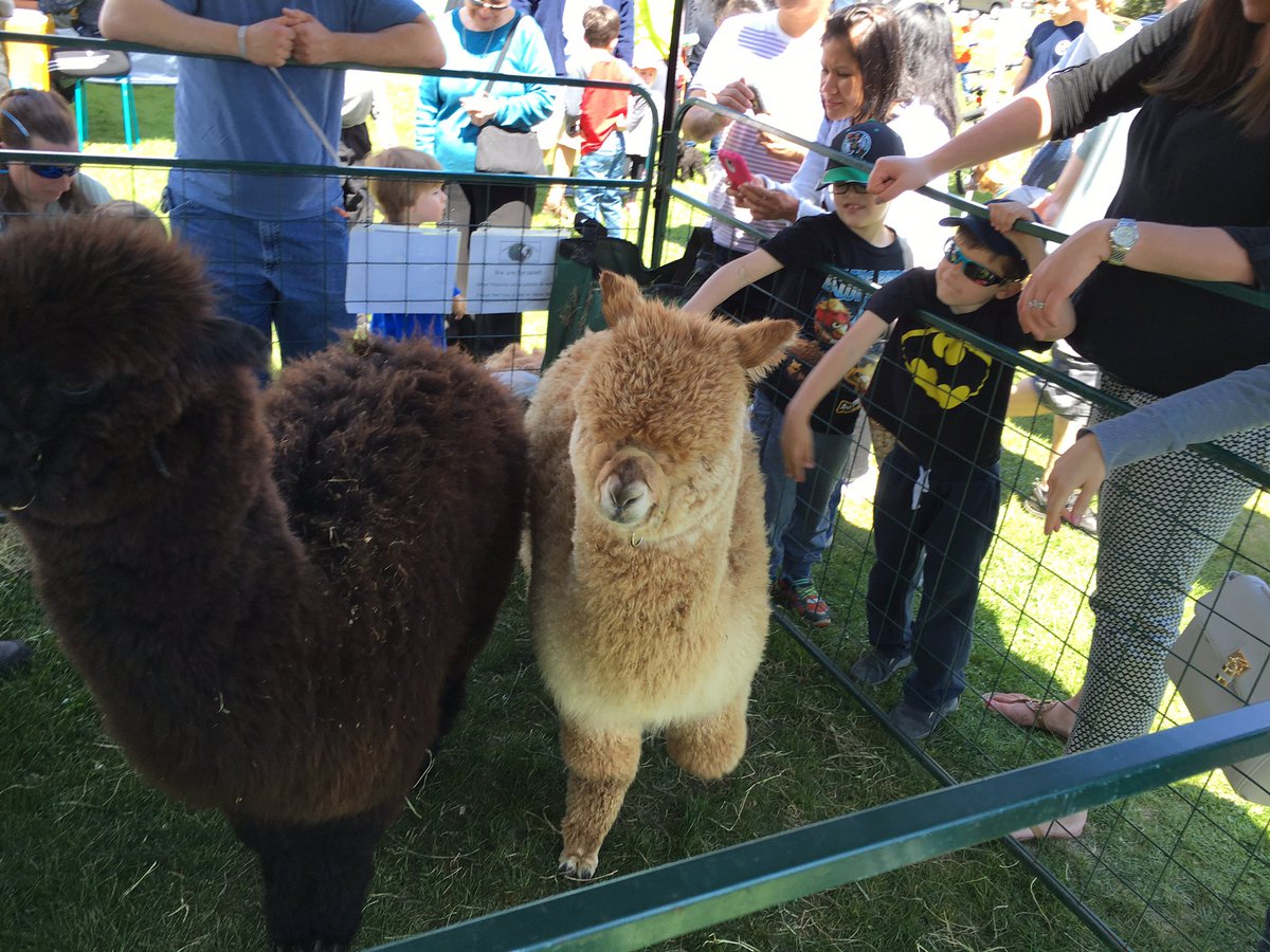 daniellecers's tweet photo. Met these adorable alpacas at #Framingham Earth Fest, my last assignment with @metrowestdaily. https://t.co/iv7nEl4a56