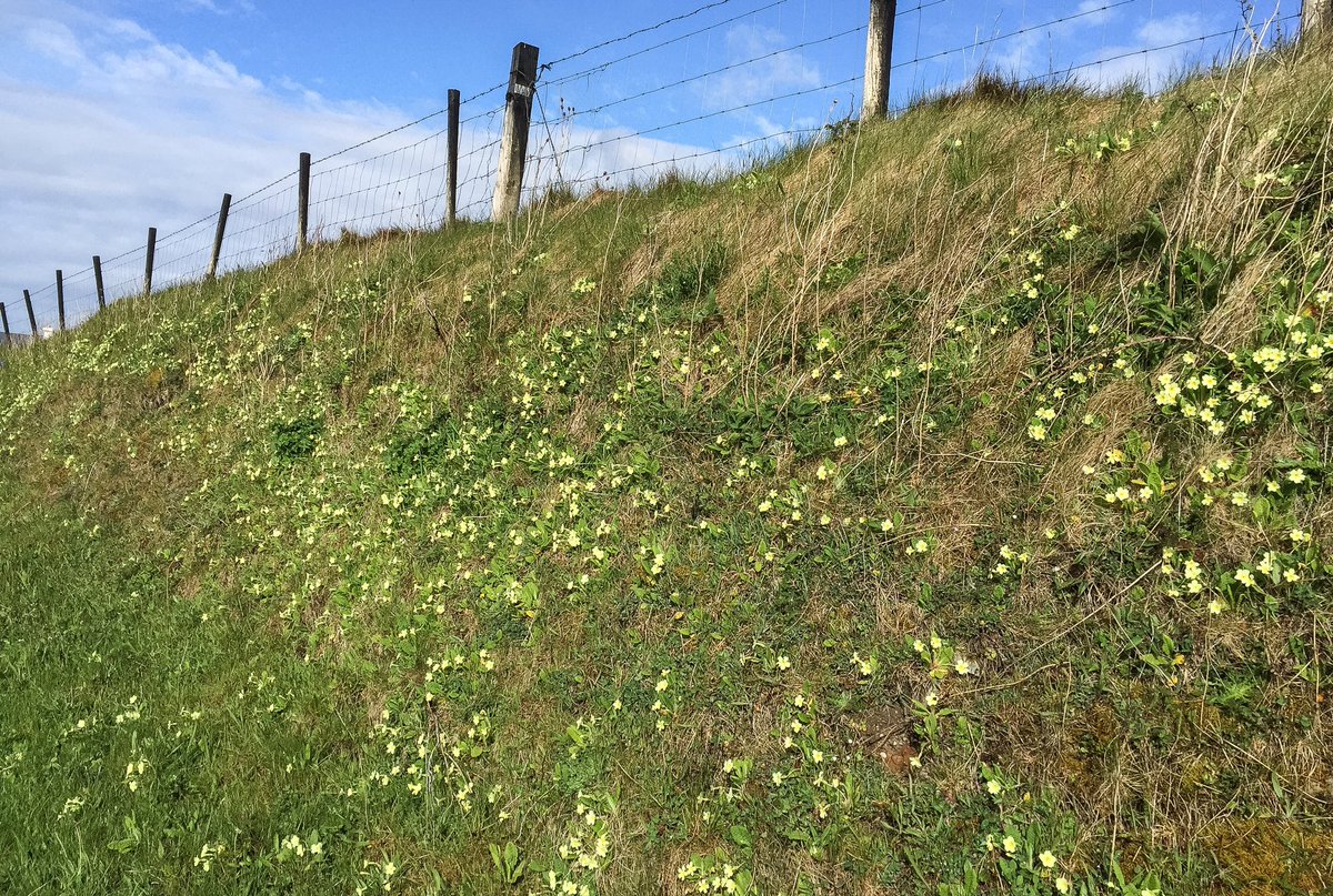 mogobriain's tweet photo. #Primroses adorn banks along field and road margins at #Dooniver #AchillIsland today https://t.co/TYErLDqJFc