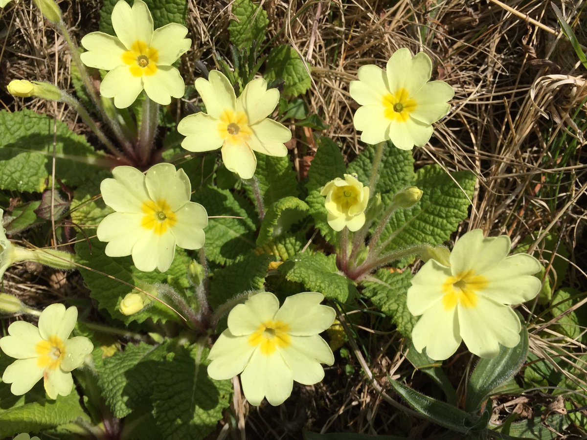 mogobriain's tweet photo. #Primroses adorn banks along field and road margins at #Dooniver #AchillIsland today https://t.co/TYErLDqJFc