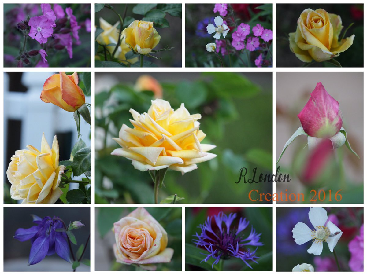 rselndn's tweet photo. #springflowers2016 https://t.co/VockjhOuNR