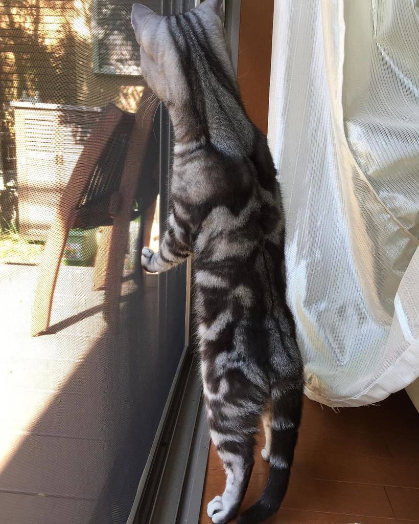 تويتر 山崎篤 Atsushiyamazaki على تويتر 首が長い小次郎さん ねこ ネコ 猫 ねこ部 Cat Cats アメリカンショートヘアー アメリカンショートヘア 小次郎 T Co 8kdvgdd6fo T Co Kk2kcz1pze
