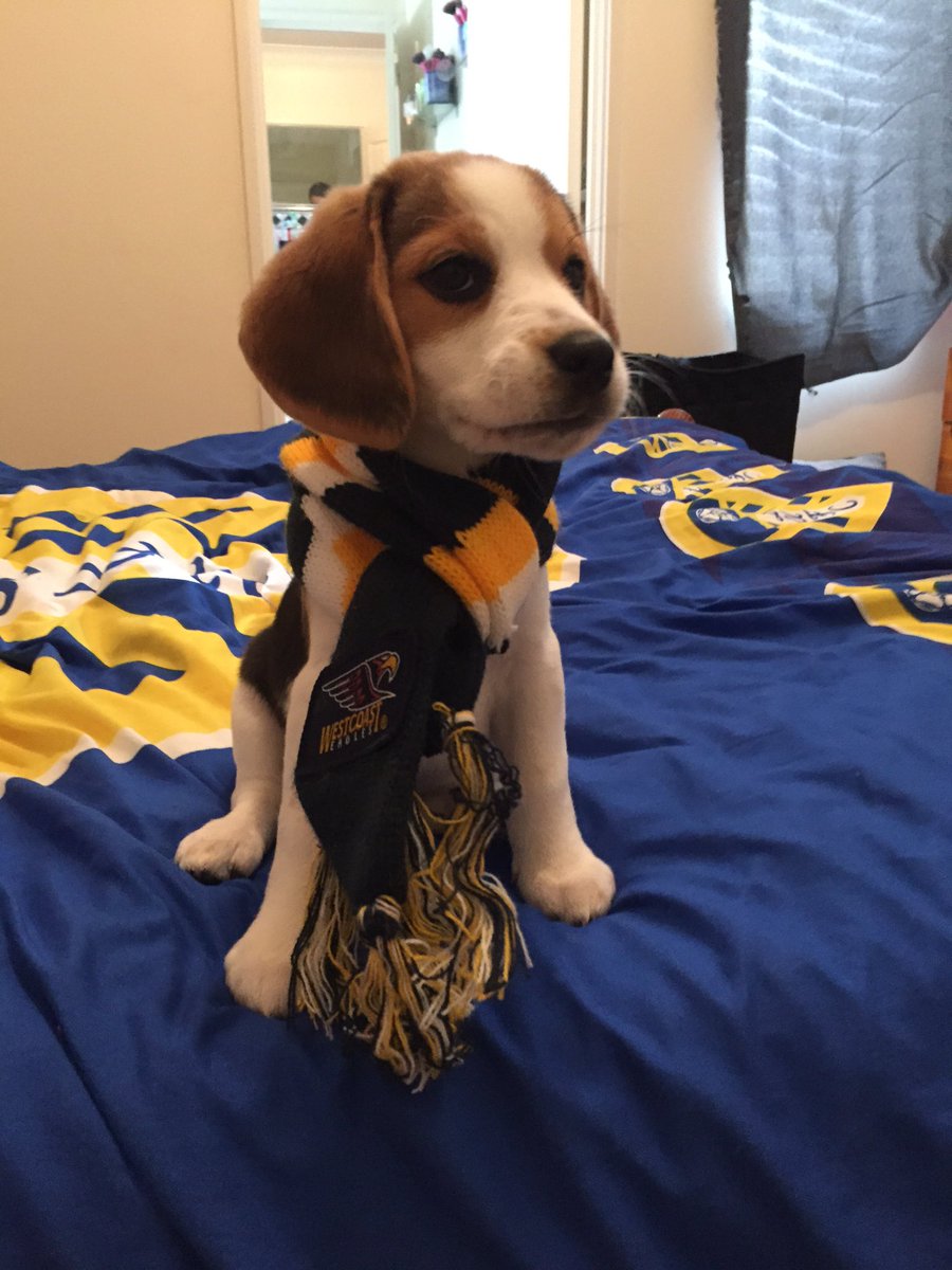 talboh's tweet photo. @WestCoastEagles Meet little Indie newest Eagles fan 🐶 https://t.co/38cHntDaTC