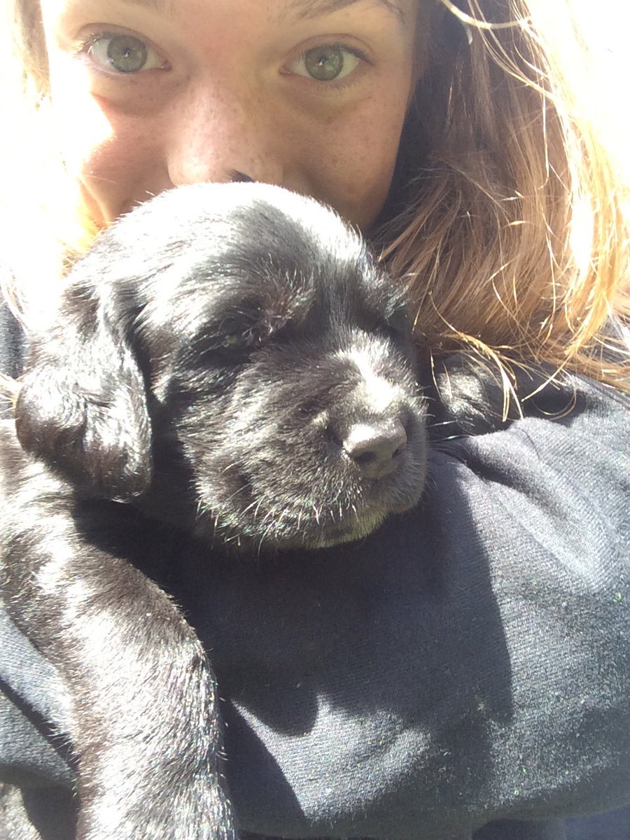 AshleyBush22's tweet photo. Love this new addition to our family #MeetHarley 🐶❤️ https://t.co/HkOVQ6vcV8