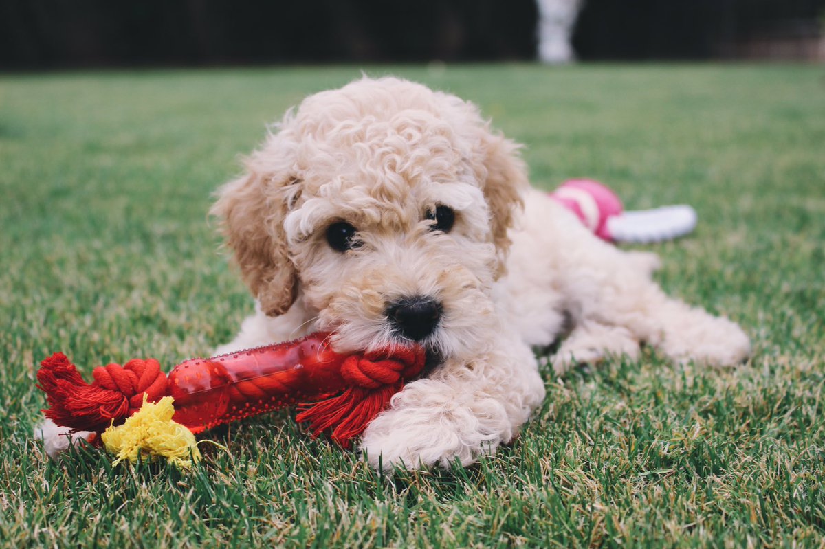 chloemcallaster's tweet photo. Piper's social media debut 🐶💛 https://t.co/jPEbSpYMau