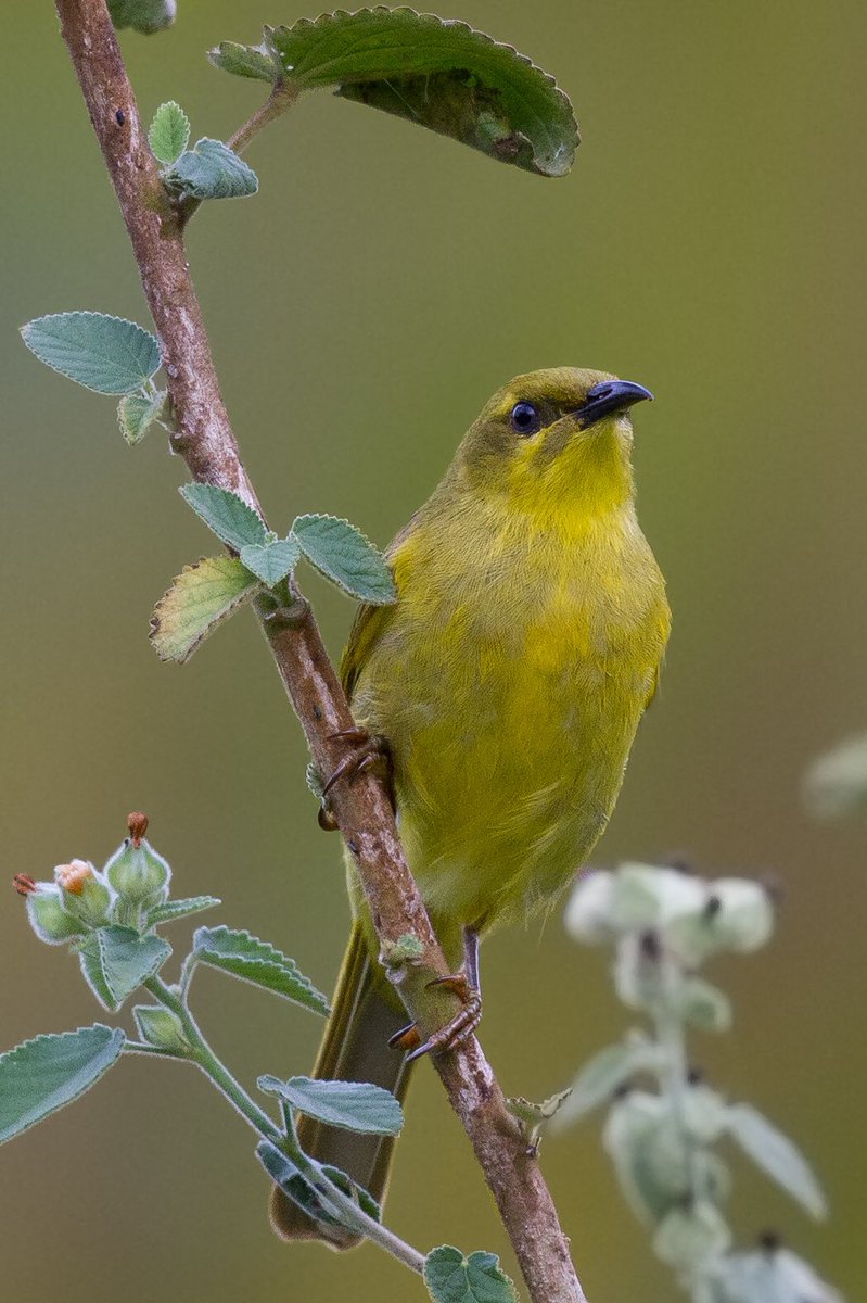 birdsinfocusau's tweet photo. Yellow Honeyeater (Lichenostomus flavus) - Mount Molloy @birdlifeoz @ausgeo @canonaustralia  #honeyeater #qldbirds https://t.co/FbIW6UiPd7