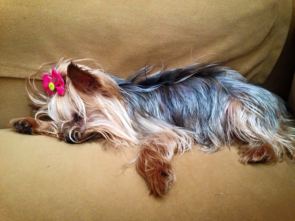 Little Lou Lou napping