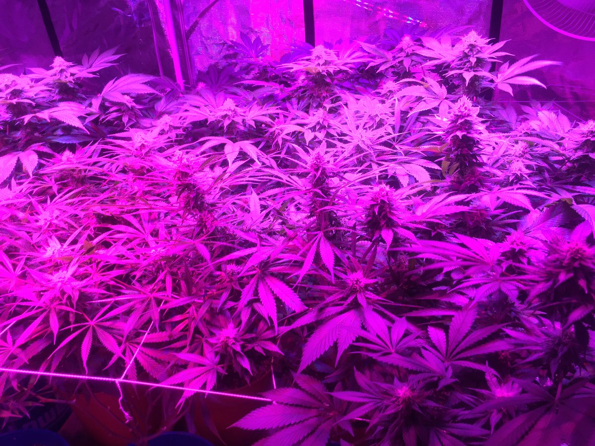 Week 5 👌🏼 #cannabis #caregivers #maine