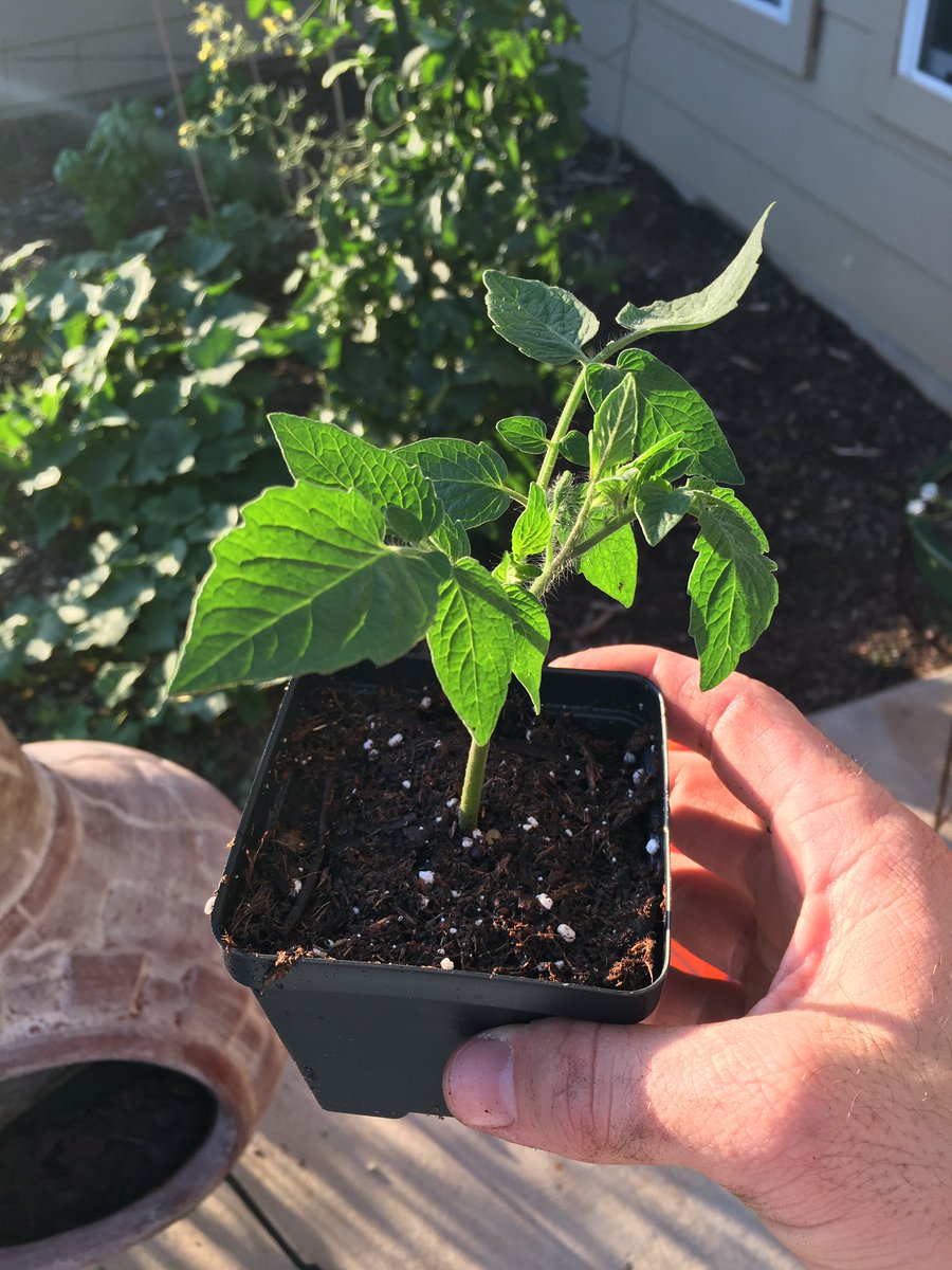 ManorGrows's tweet photo. Clone of a clone of a clone of a clone. Follow that? #Manorisd #clone #tomato #gardening https://t.co/mHnMKr776f