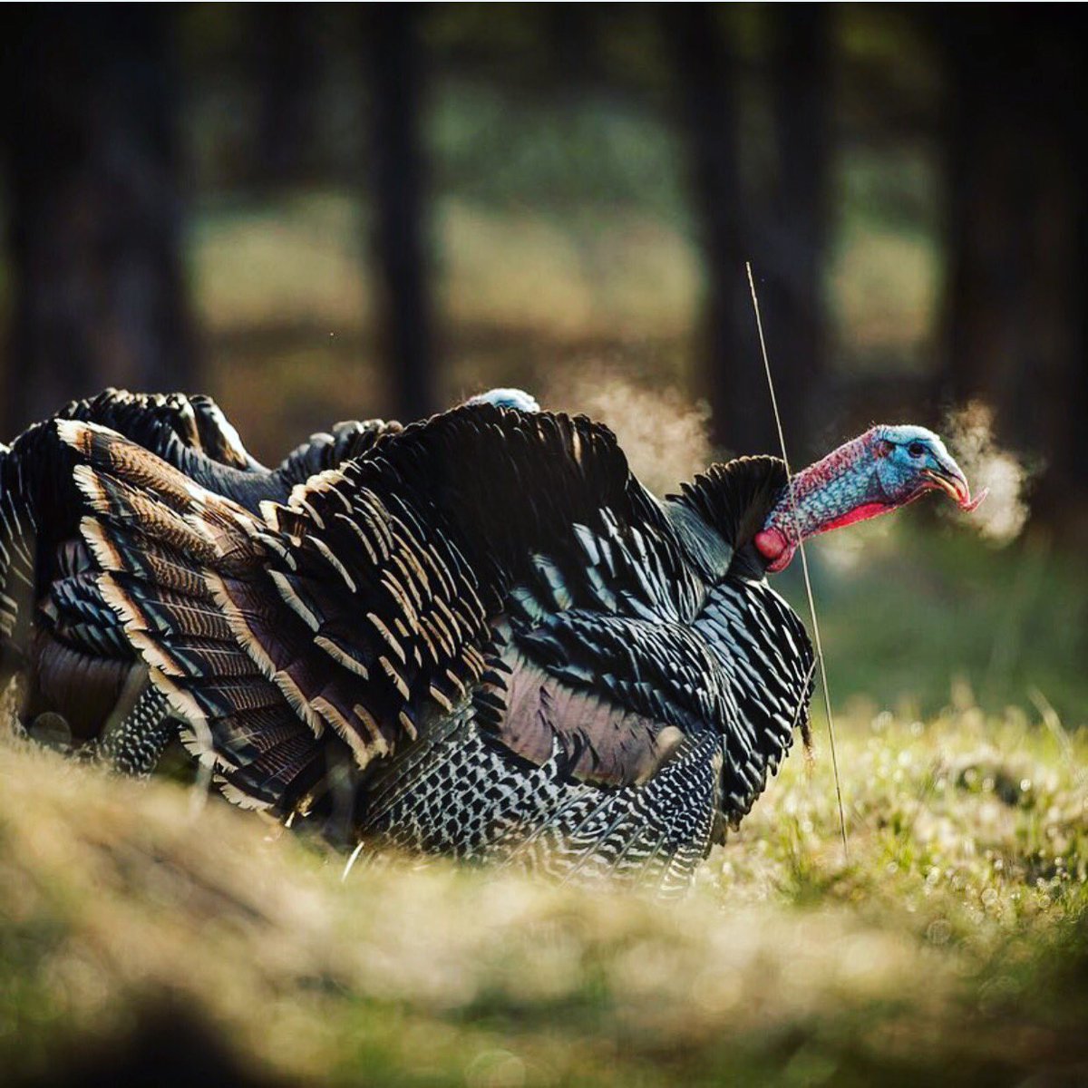 BassProShops's tweet photo. "Cold temps + great light + loudmouth birds" equals a perfect morning! #SpringStrut
📷: @JohnHafnerPhoto https://t.co/gOI0RxFAkZ