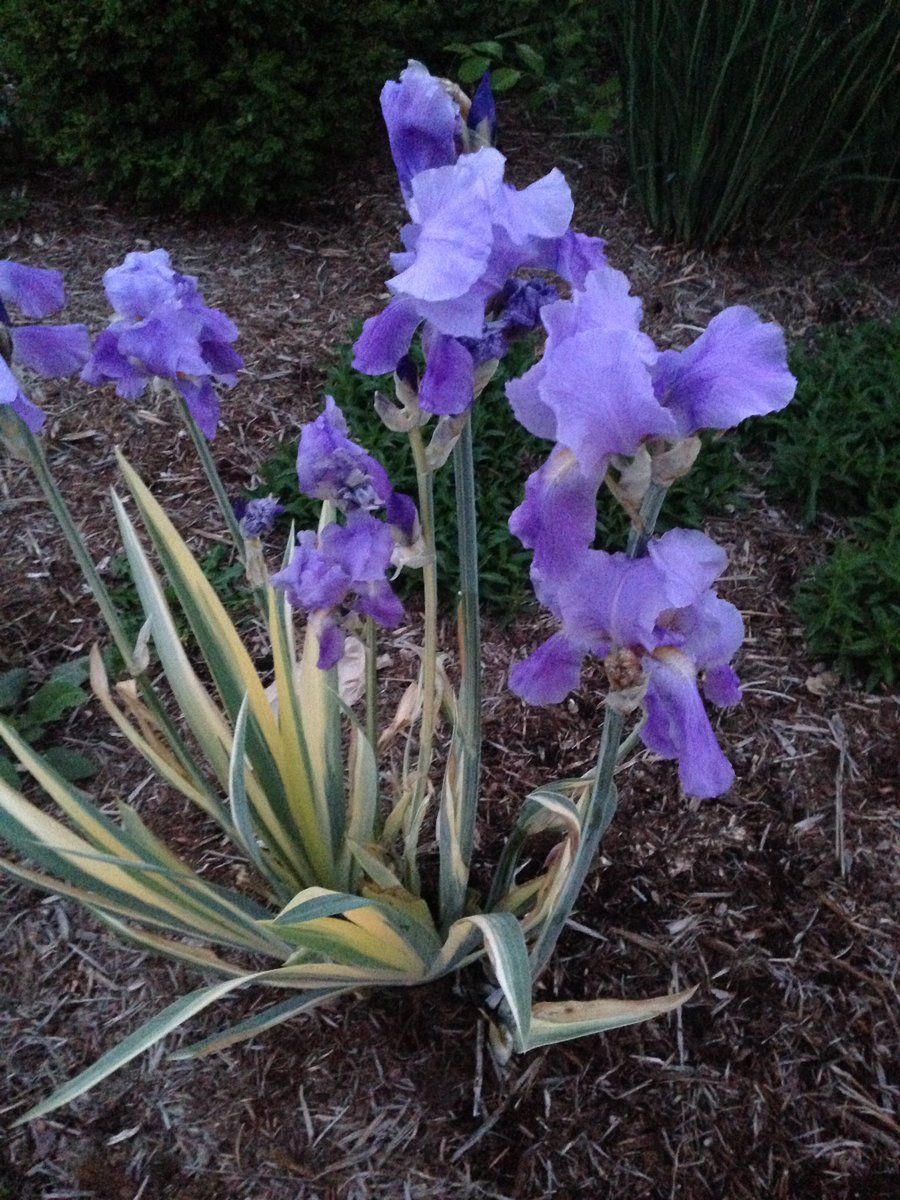 Shades of purple <a href="/DruryUniversity/">Drury University</a>. @DruryGrounds always in tune with the season!