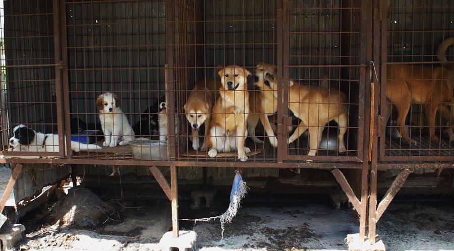 freekoreandogs's tweet photo. #CompassionSoup: the end of #dogmeat in Korea. @ ekpics https://t.co/FPPryJT16H https://t.co/DMGezvUE5n