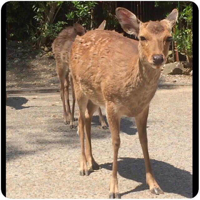 奈良公園のtwitterイラスト検索結果 古い順