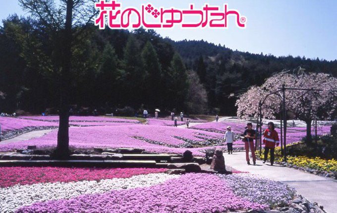 三田 永沢寺 花のじゅんたん 芝桜 開花情報や見頃時期 まったりと和風
