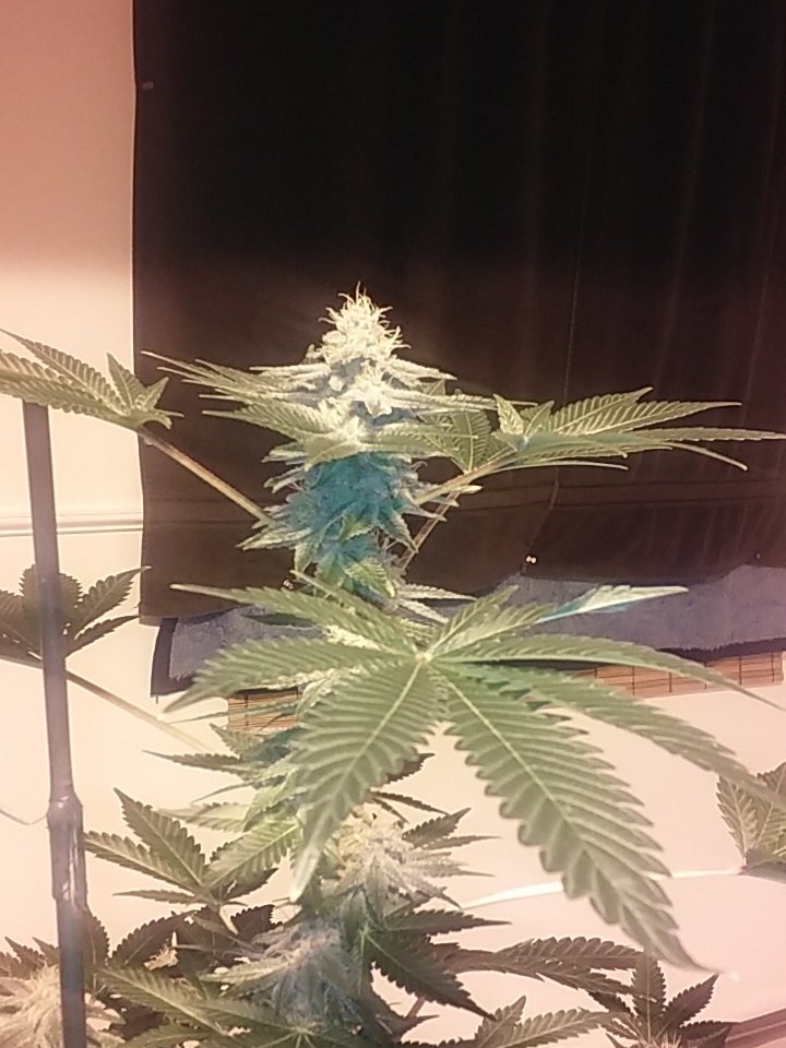 cmartin0725's tweet photo. Last plant is wacky lol. All genetics there 😄. #buddhastree #PK918 #cleanrootsplatforms @aksuperk @EastCoasterDam. https://t.co/X49Ie6Stld