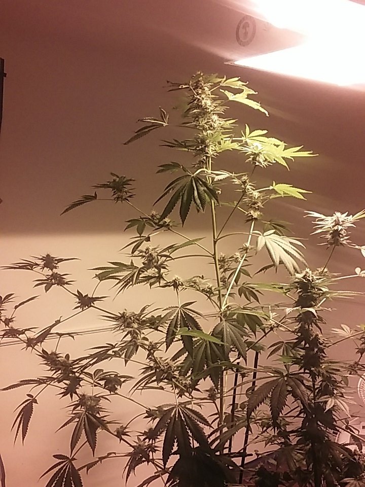 cmartin0725's tweet photo. Last plant is wacky lol. All genetics there 😄. #buddhastree #PK918 #cleanrootsplatforms @aksuperk @EastCoasterDam. https://t.co/X49Ie6Stld