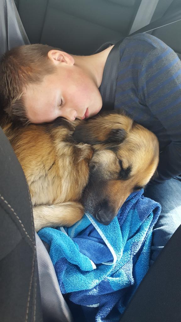 klazienwiltjer's tweet photo. Na geweldige doppenactie zijn @KNGFGeleidehond Buddyhond Lio en grote vriend Olaf op de terugweg helemaal niet moe. https://t.co/9OJtRXPTF3