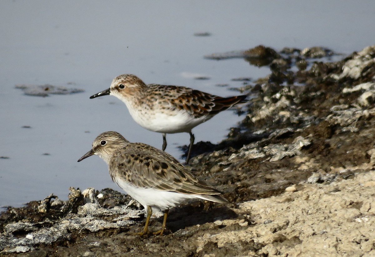 Itai_Shanni's tweet photo. Honey Buzzards, Temminck's Stints share the pond with Little Stints around Yotveta...
#cotf2016 #birding #migration https://t.co/pWyzz1uHYj