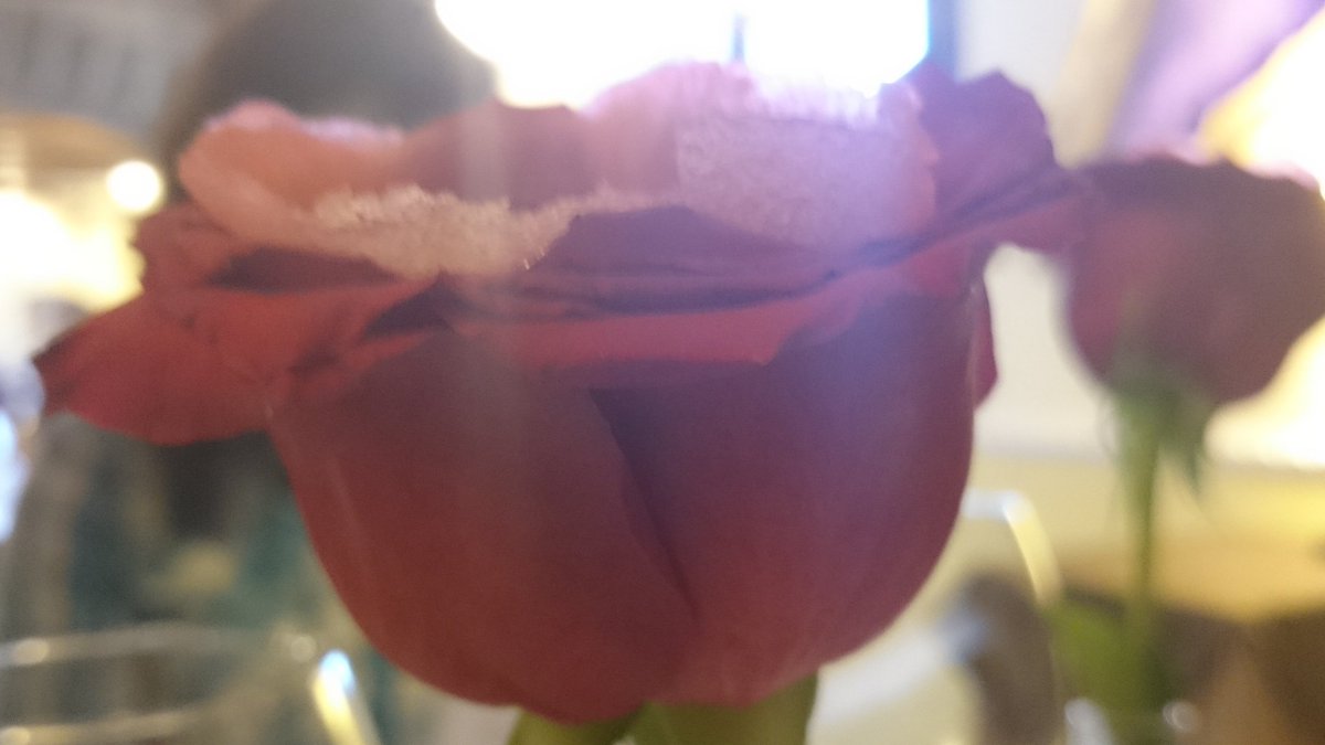 RestUrola tweet picture