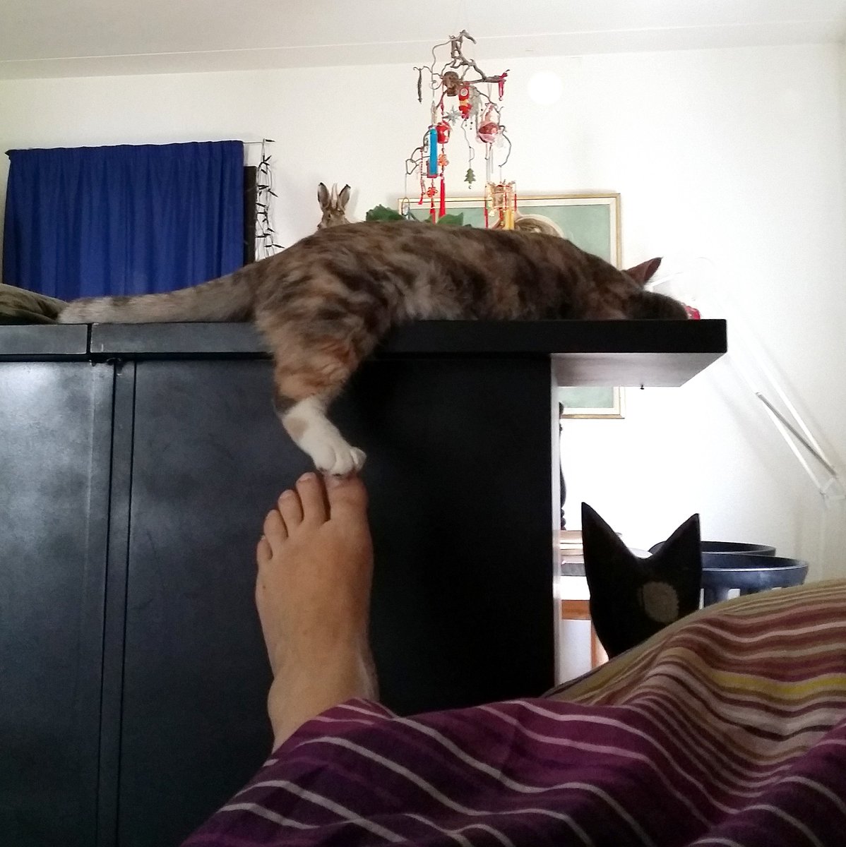 Kmoztar's tweet photo. Indeni en kattepote, i hulrummet, kan lige være en finger....eller en tå #katteguld #Iskelil #CrazyCatLady https://t.co/bIPsa4tBjs