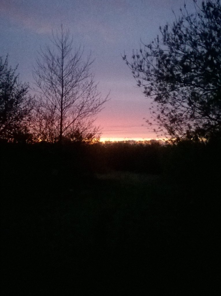 #Dawn <a href="/eotwgarden/">EndoftheWorldGarden</a> #dawnchorus #gettingnoisy #reveil2016