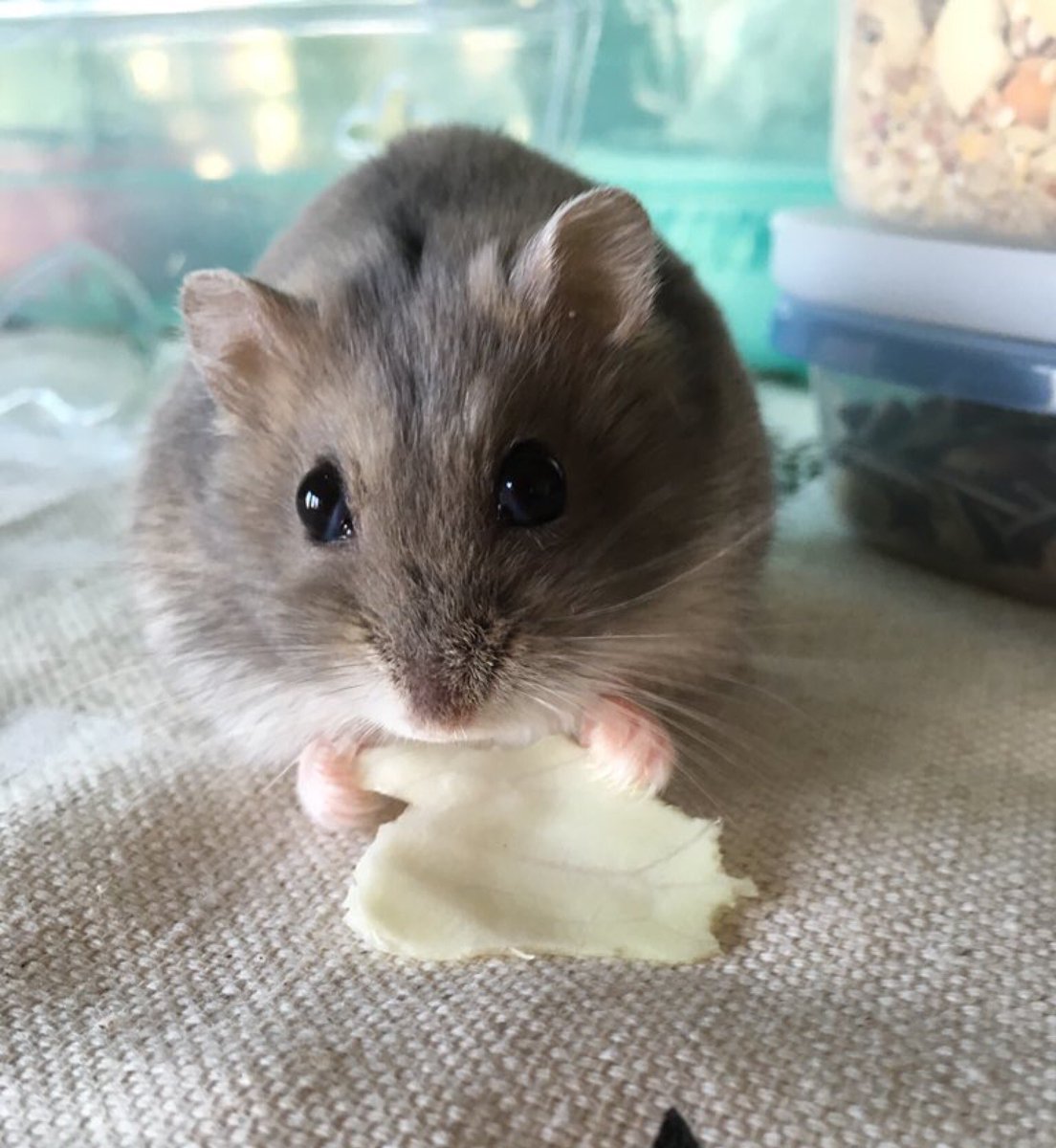 hamster_club's tweet photo. こんにちハムハム～★

ハムスターがお昼をお知らせします♪

https://t.co/9PScqBd444

#ハムスター
#お昼