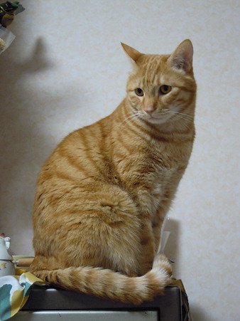 なんとなく動物の写真から模写るシリーズ
猫物語(黒)が無料配信してたんでブラック羽川に描き変えても良かったかもかも 