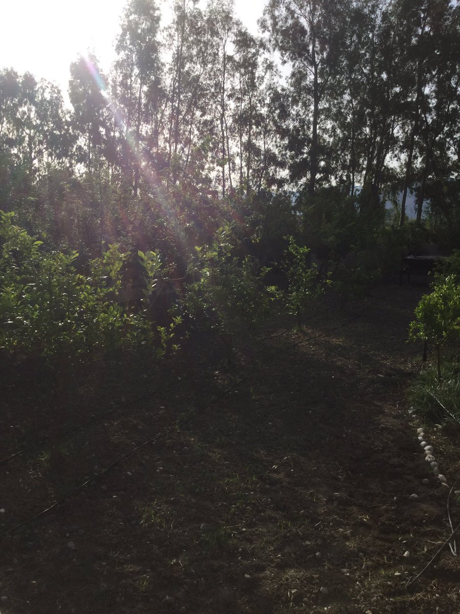 RAssagioli's tweet image. Good morning