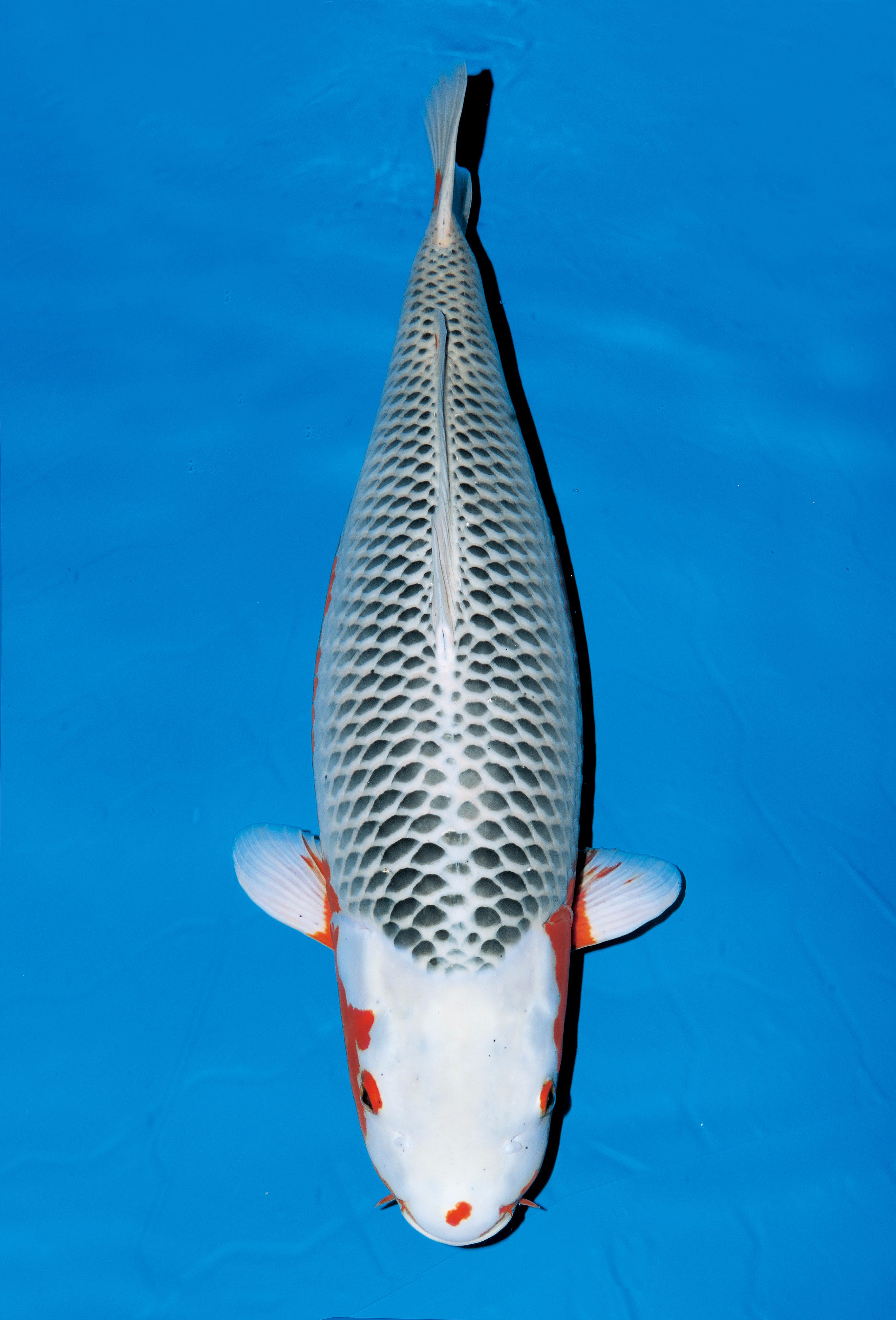 Uzivatel 山古志住民会議 Na Twitteru 鯉の日 日の丸に似て海外で人気の 丹頂 金属光沢の体を持った 山吹黄金 原種に近い 浅黄 浅黄と大正三色の交配で 三色の白 赤 黒に 浅黄の青 濃紺が現れる 五色 錦鯉は品種への理解を深める楽しみ方もありますよ V