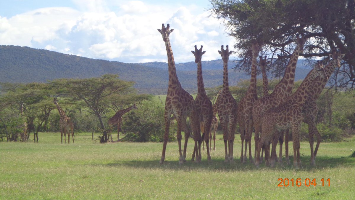 OlarroLodge's tweet photo. So, how many giraffe does it take to occupy a trees shade? - Olarro Conservancy #Giraffe #Kenya #Olarro #Conservancy https://t.co/kq2siEm0i7