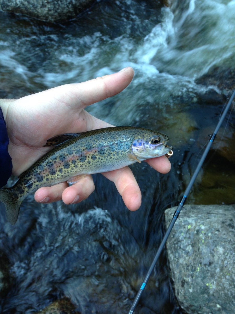 FlyFishingFr's tweet photo. https://t.co/x1KmPyEqMO