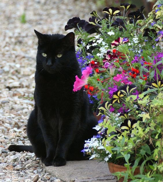 Elverojaguar's tweet photo. 🐾😺🎈🐯🍒🌞🐾 https://t.co/fRyBQlfTq2