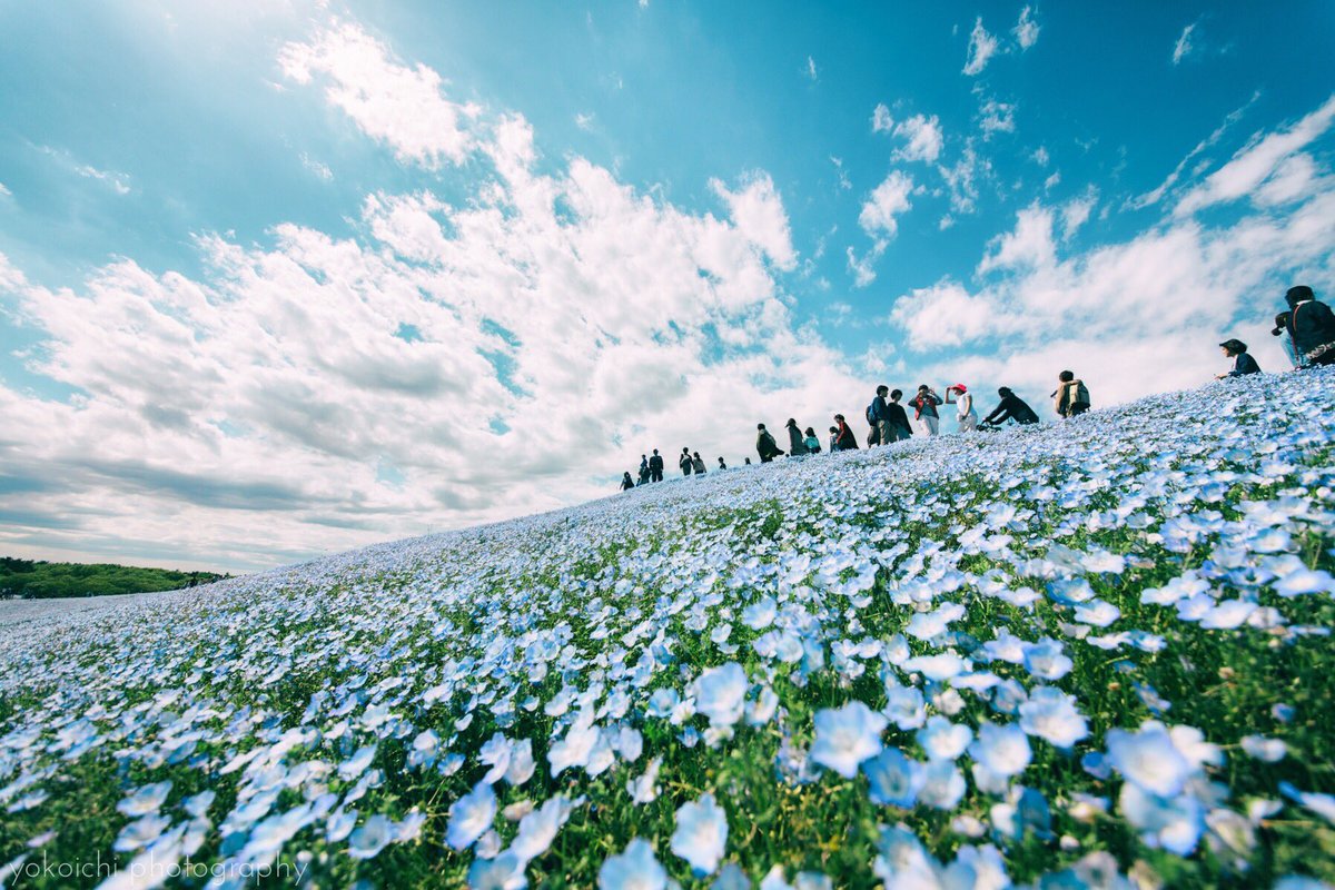 横田 裕市 写真家 בטוויטר 世界一青空の似合う花畑 At ひたち海浜公園 451photo ファインダー越しの私の世界 写真好きな人と繋がりたい Photography 横田 裕市 写真家 בטוויטר 世界一青空の似合う花畑 At ひたち海浜公園 451photo ファインダー越しの私の世界 写真好きな人と繋がりたい Photography