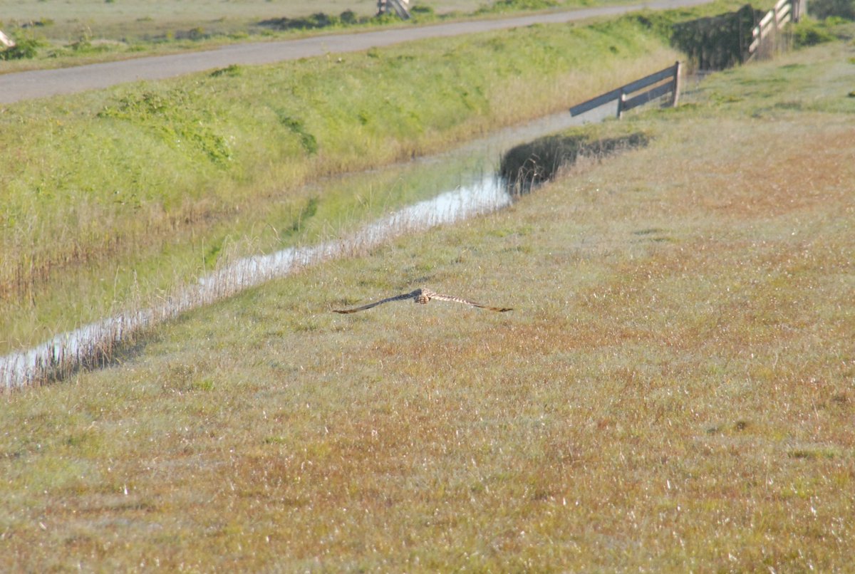 KerkuilTexel's tweet photo. @TexelMijnEiland dag kan niet meer stuk #velduil #Texel #puurnatuur https://t.co/jKukVRoo1j