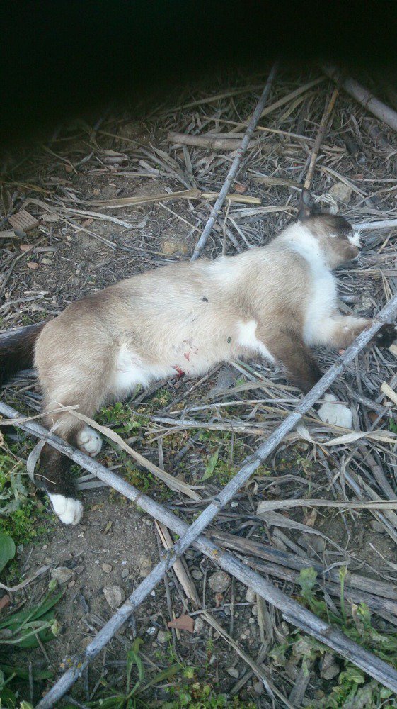 migueldemanuel2's tweet photo. Ya me han matado 6/7 gatos así y un perro.
Hasta cuándo? https://t.co/7DmOWCDpZJ