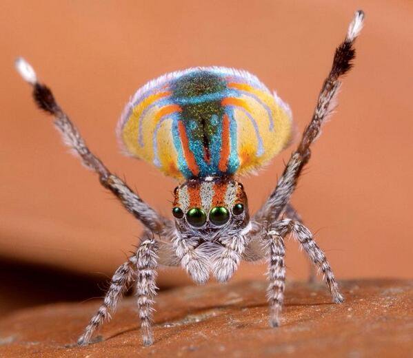 Strange_Animals's tweet photo. The peacock spider raises flaps on its abdomen and its 3rd pair of legs during mating, displaying wonderful colours. https://t.co/NdY1LrvoEW