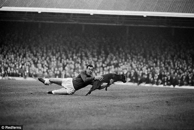antoniocunazza's tweet photo. Gordon Banks, #LeicesterCity gk, grabs a dog during the game vs Man Utd at Filbert Street (13th Nov 1965).
#Foxes https://t.co/zR5EtLenKq