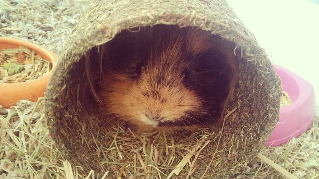 YuridiaVvallejo's tweet image. Chewe tiene juguete nuevo #chewe #chewetheguineapig #cobaya #guineapig #cobayaadoptada #cobayasgram #pets #instapet…