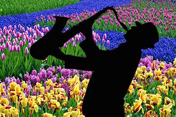 Saxme_Lessons's tweet image. It's May and the sun is shining! Happy bank holiday weekend, everybody 🎷☀️🌸