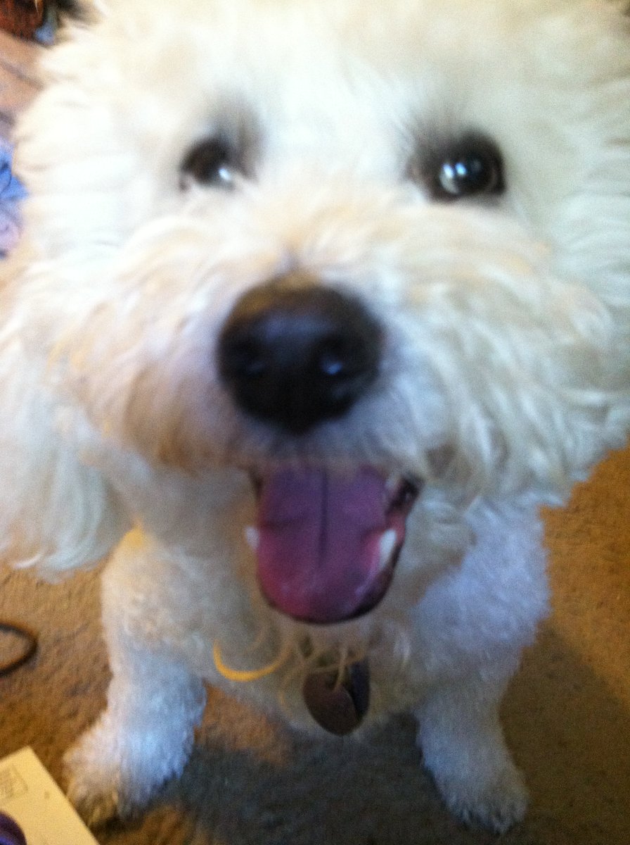 baxtertede's tweet photo. I sit in chairs like a person I have my own lazy boy... and I am voting for @TobyforPres !!!! Bax #bichon https://t.co/Phpltfrn9w