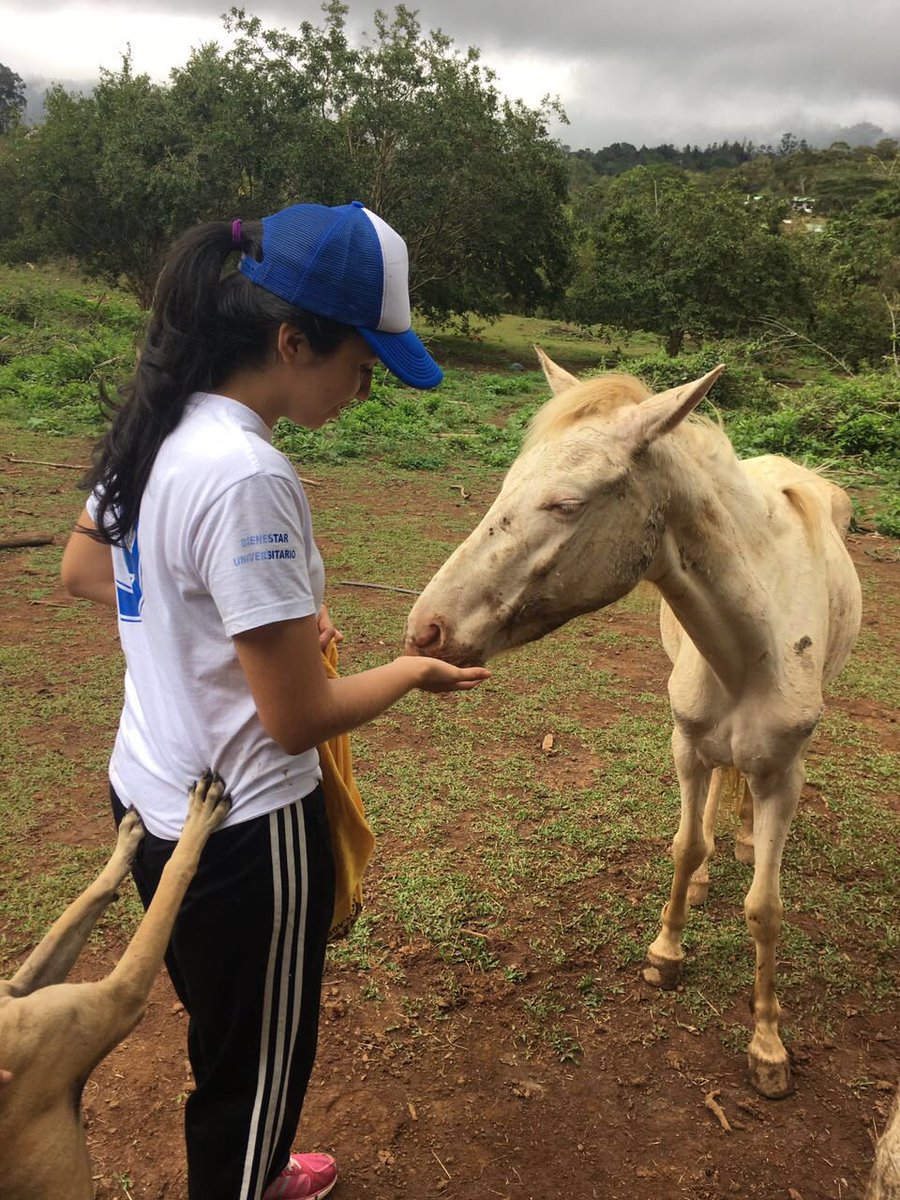 OETFA's tweet photo. Fue un día diferente y especial para nosotros y los animales de Paz Animal. ¡Dejamos nuestra huella! 🐾🐶💚 https://t.co/YGtaNdf3qD