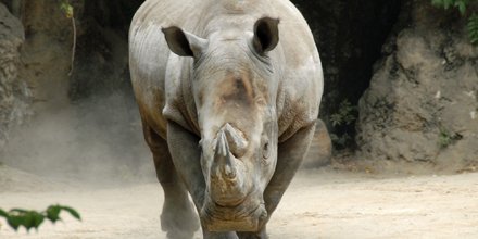 phillyzoo's tweet photo. Today is Save the Rhino Day! Learn more about efforts to protect these endangered animals! https://t.co/lCJpel3F5t https://t.co/F9DO4rXUML