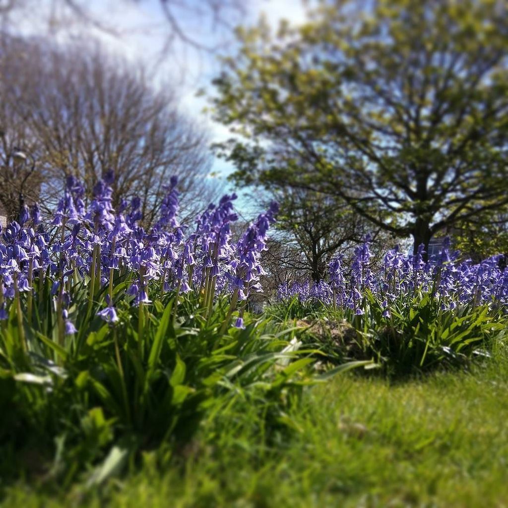 _Vegetablism's tweet photo. Brighton Bluebells. #urbanflowers #bluebells #flaaars #graveyard https://t.co/XHAqoUVLF0 https://t.co/BdhDY3i8GJ
