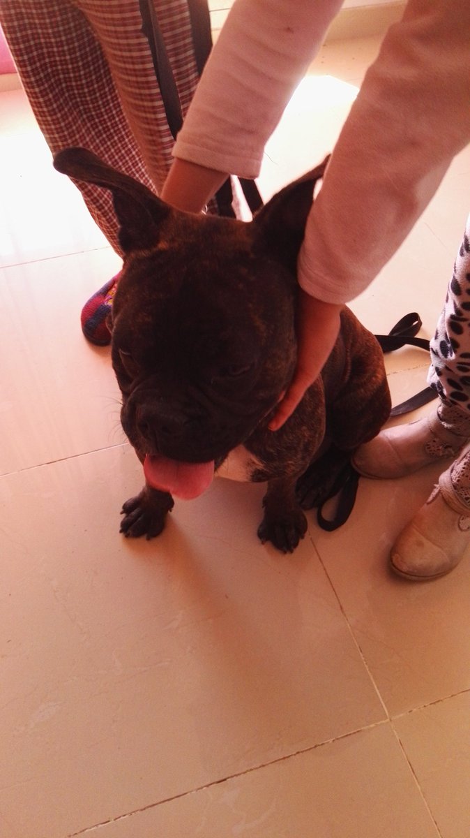 anna04376118's tweet photo. Hemos encontrado este cachorro por el francaset https://t.co/3dX5ybocNa