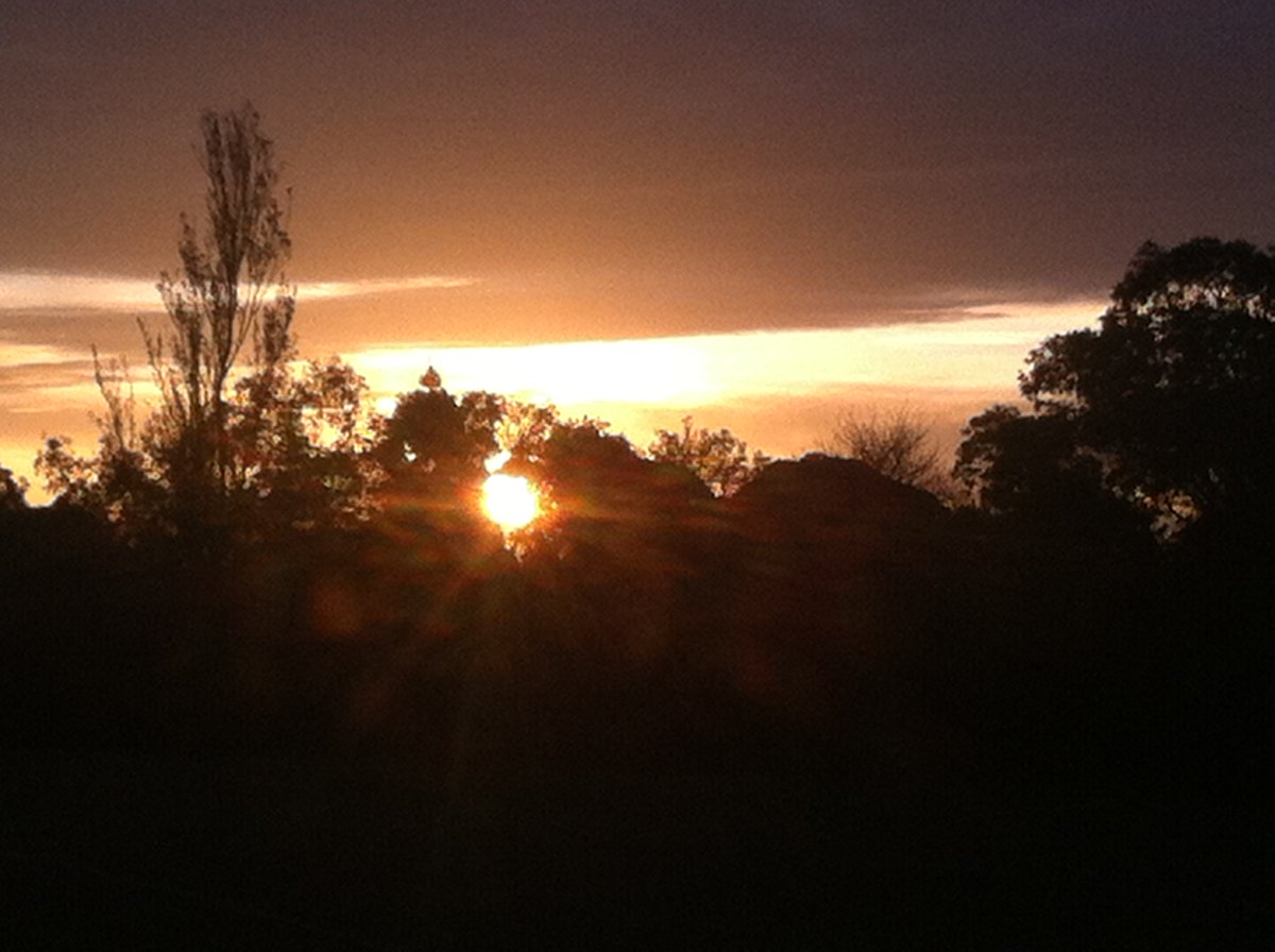 JaigopalOberoi's tweet photo. Sunsetting behind the bush... https://t.co/RW2MdtNPNa